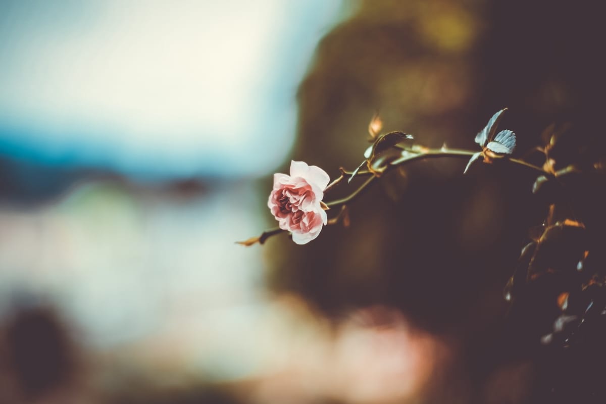 Daily Devotable - His Beloved