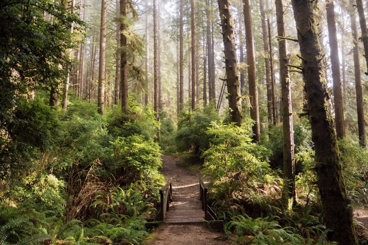 forest with trees