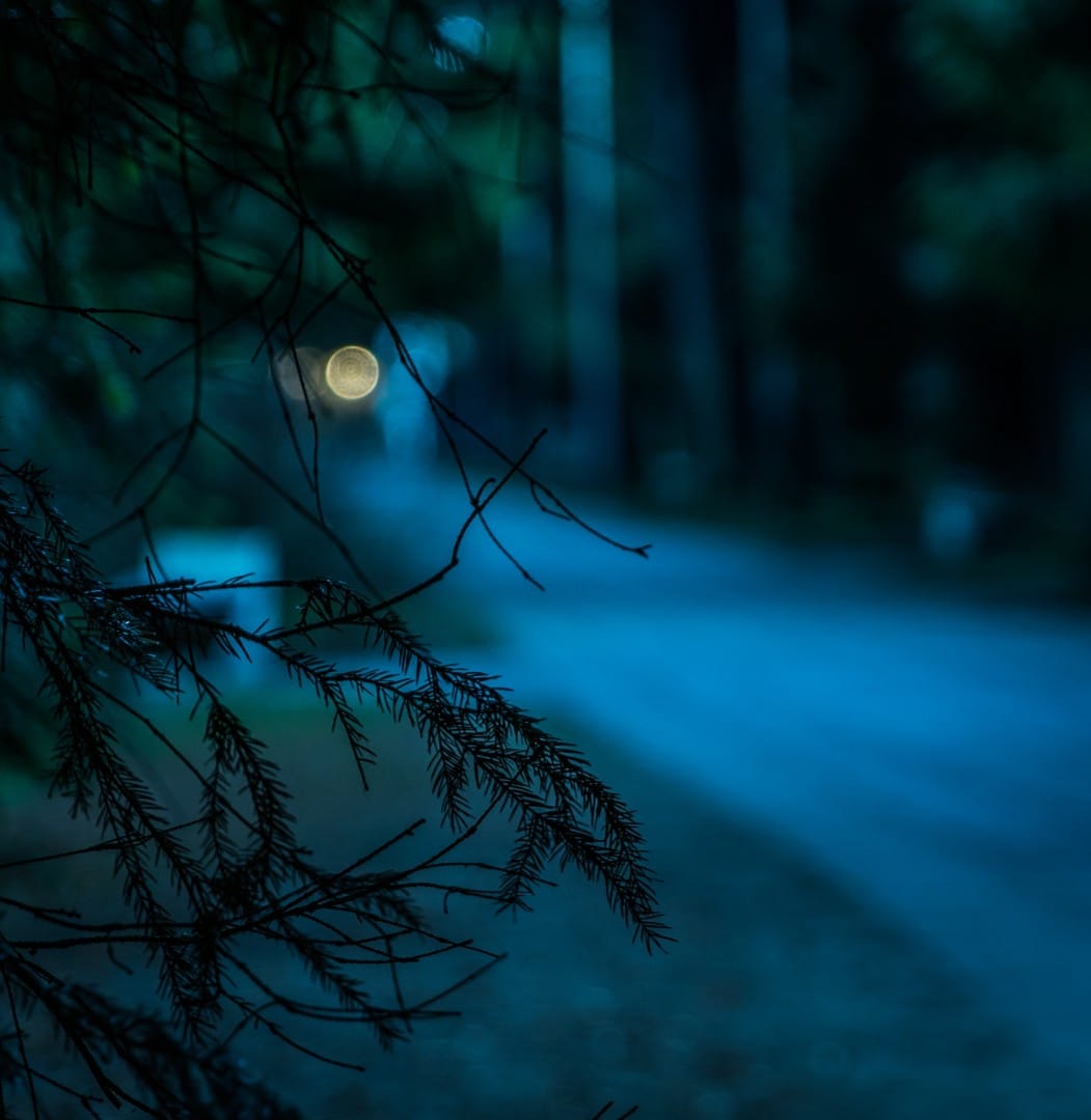 blurred image of tree