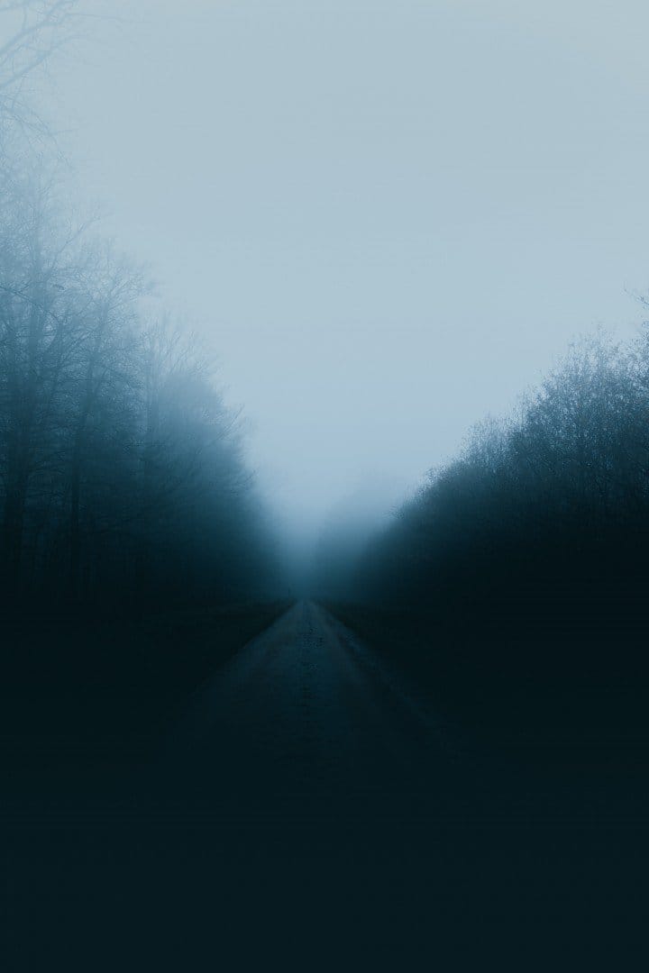 foggy woods