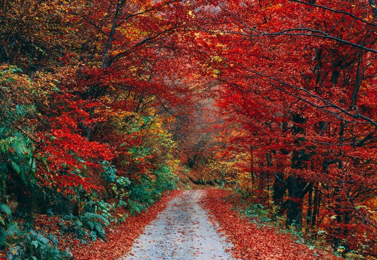 fall leaves on trees