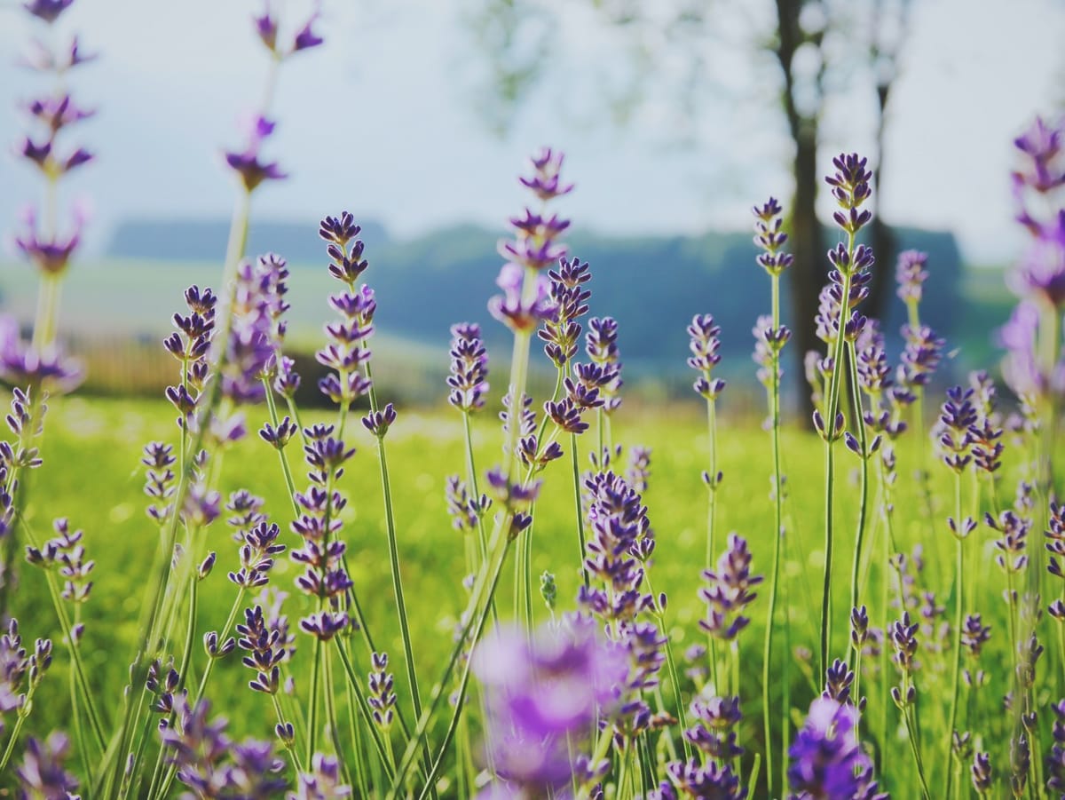 lavender in field