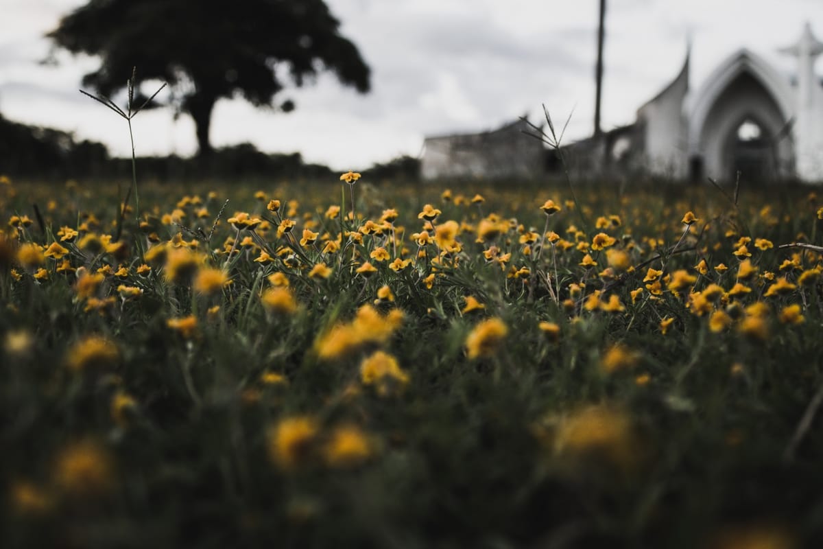 field of flowers