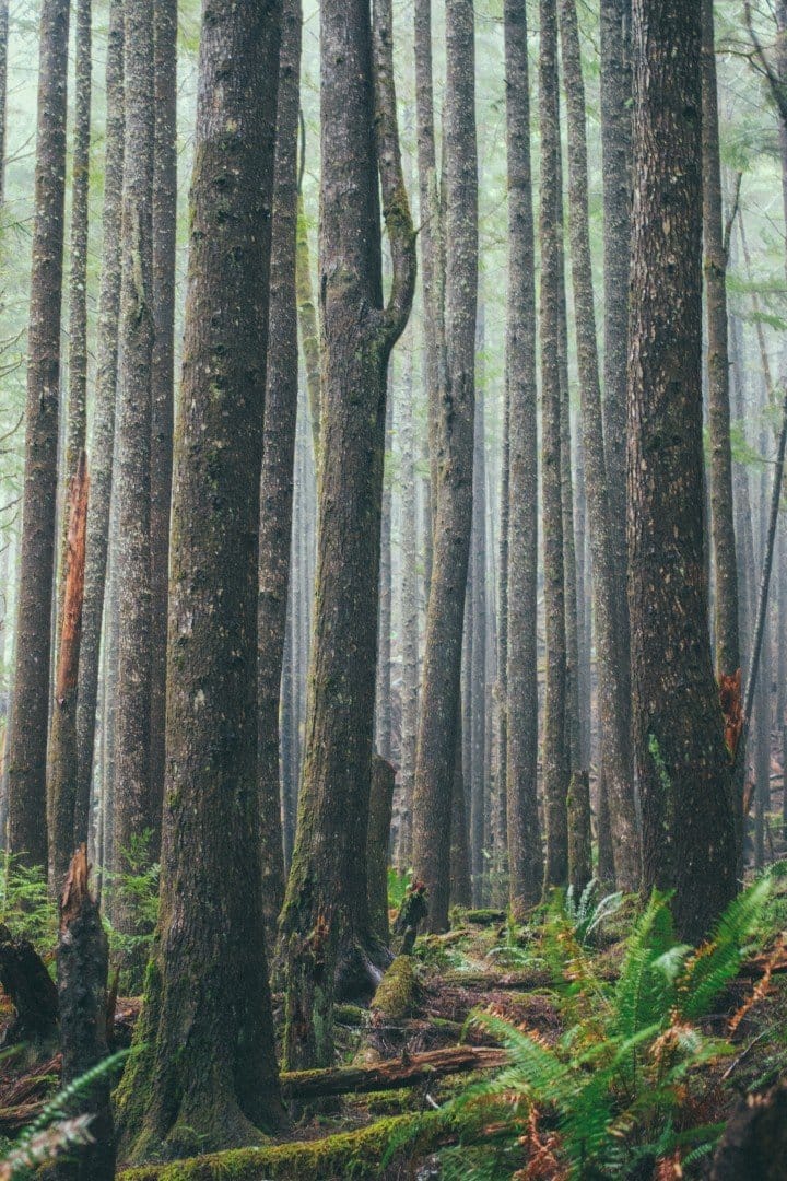 wise old trees