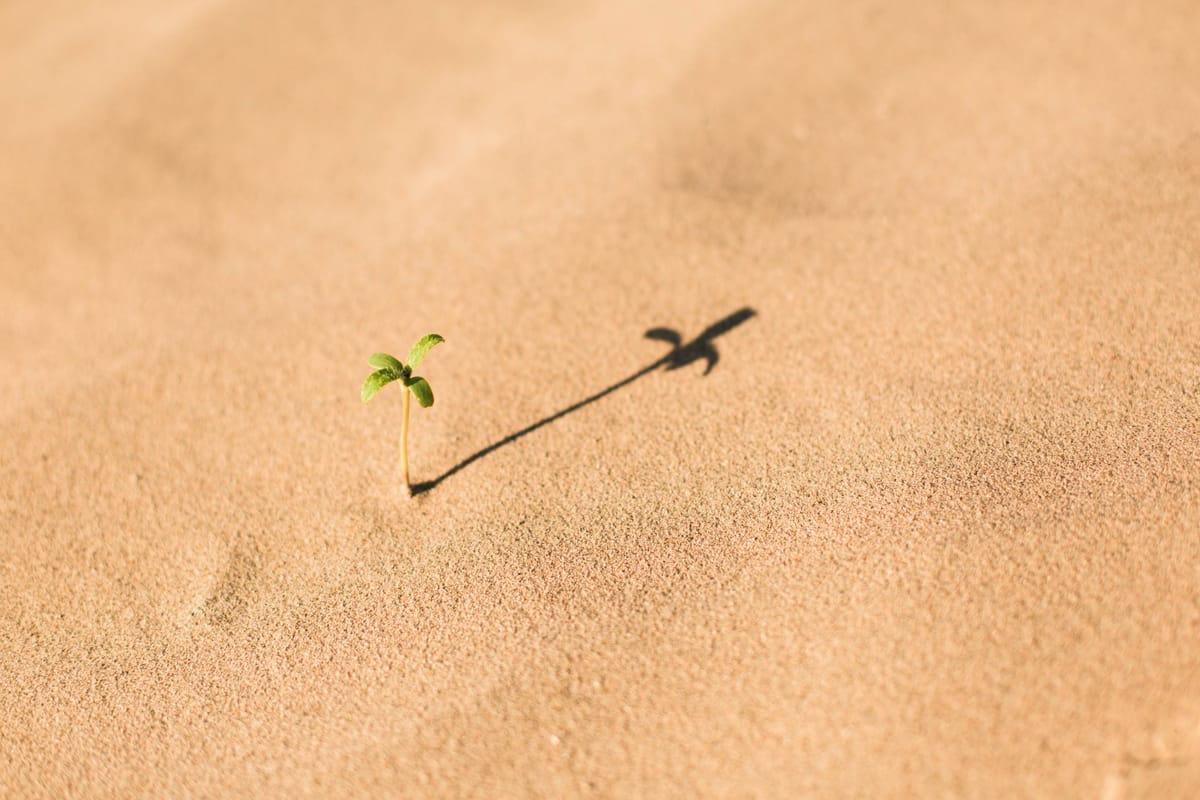 small plant