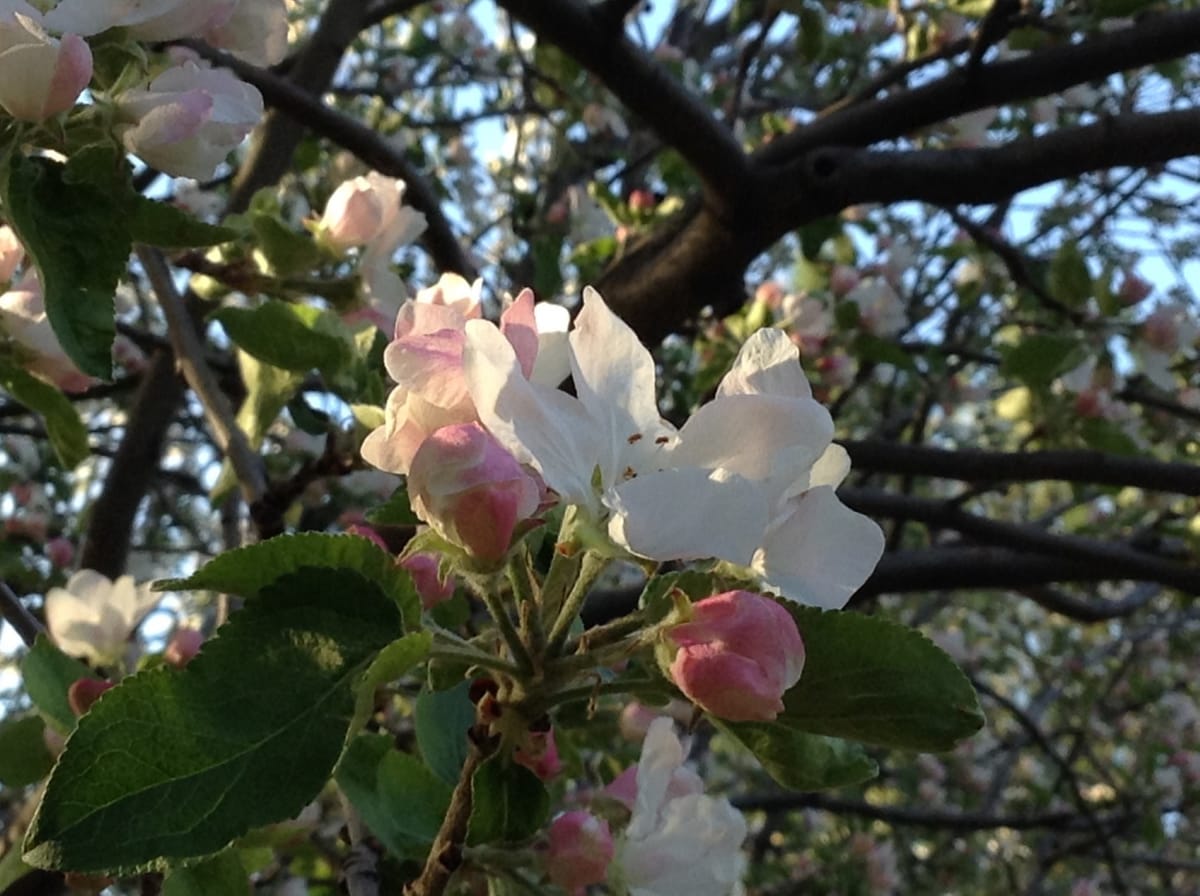 flower growing from tree