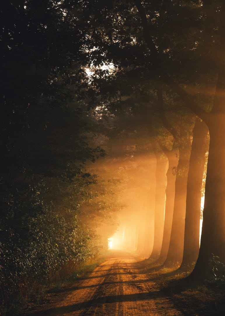 light in the darkness forest