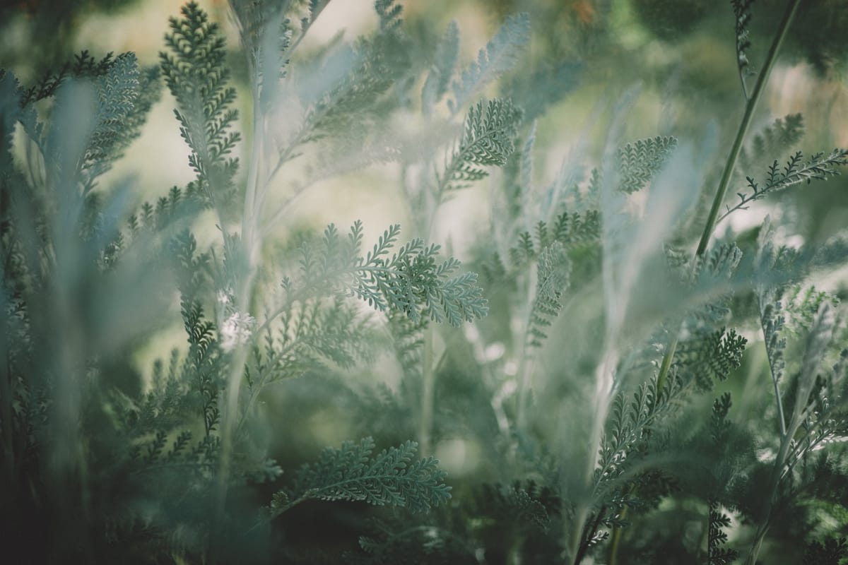 leaves in mist
