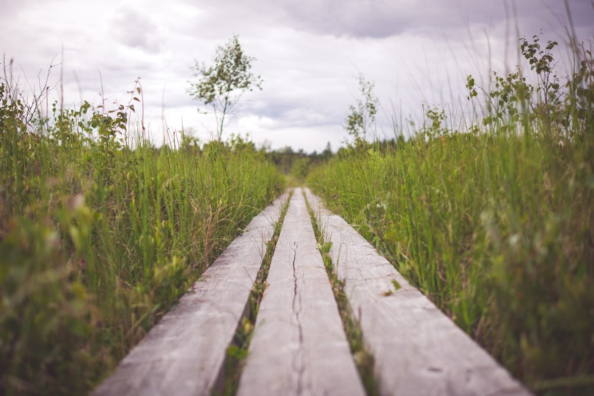 wood pathway
