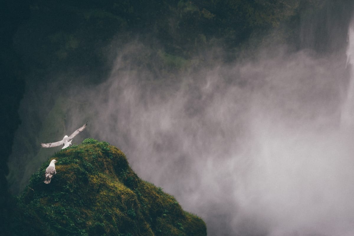 birds on mountain