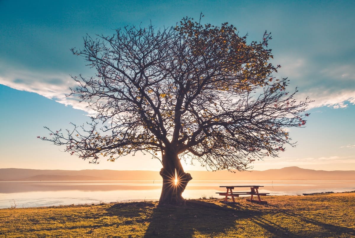 tree no bear fruit