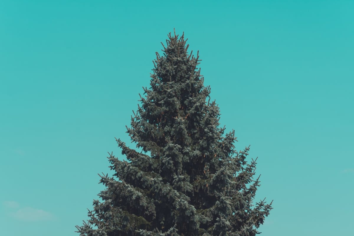 blank evergreen tree