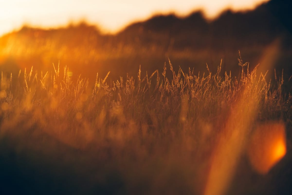 Daily Devotion - The Mercy of God
