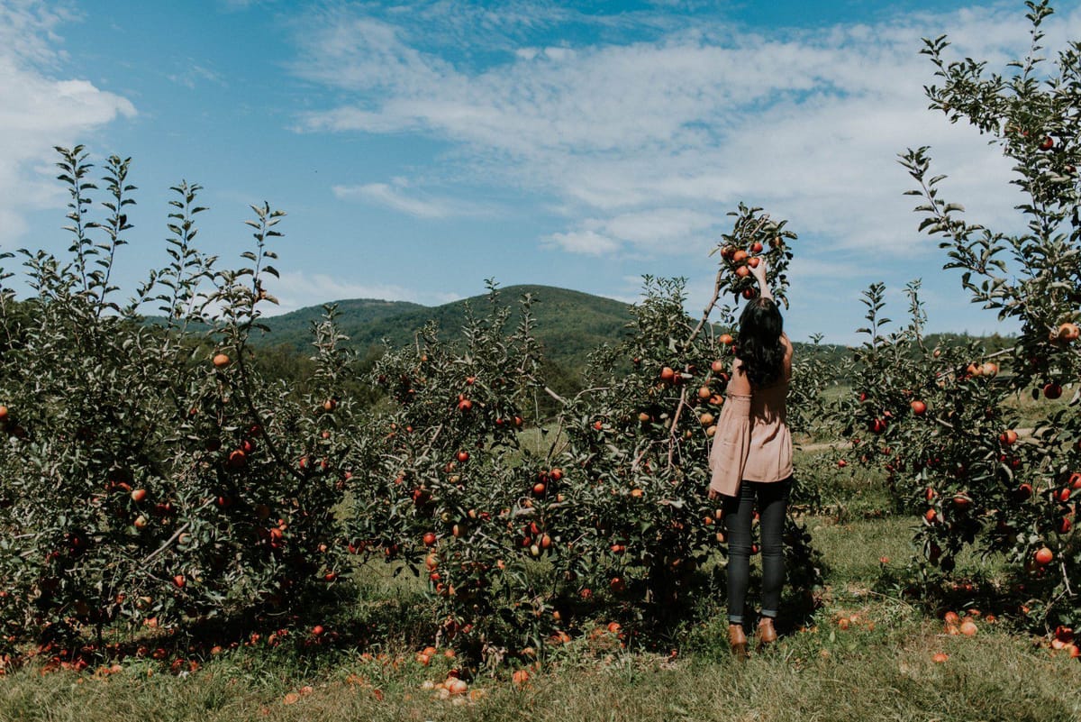 Daily Devotion - Galatians 5:22-26 - The Fruit of the Spirit