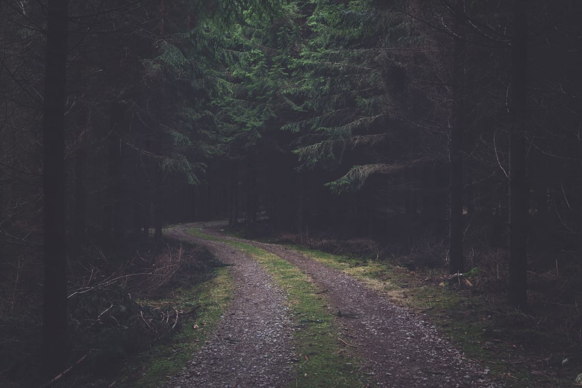 path in the woods