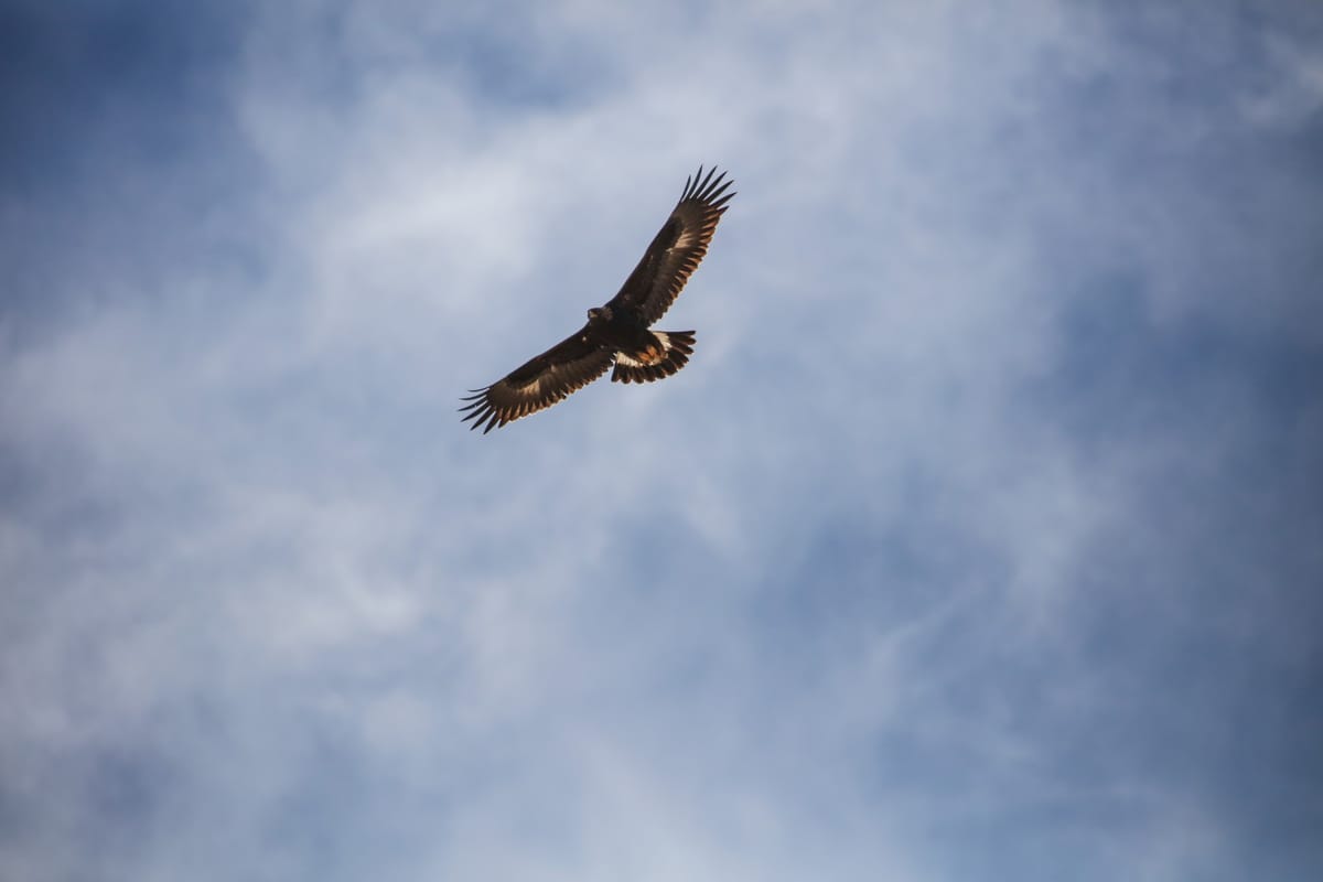 soar on wings like eagles