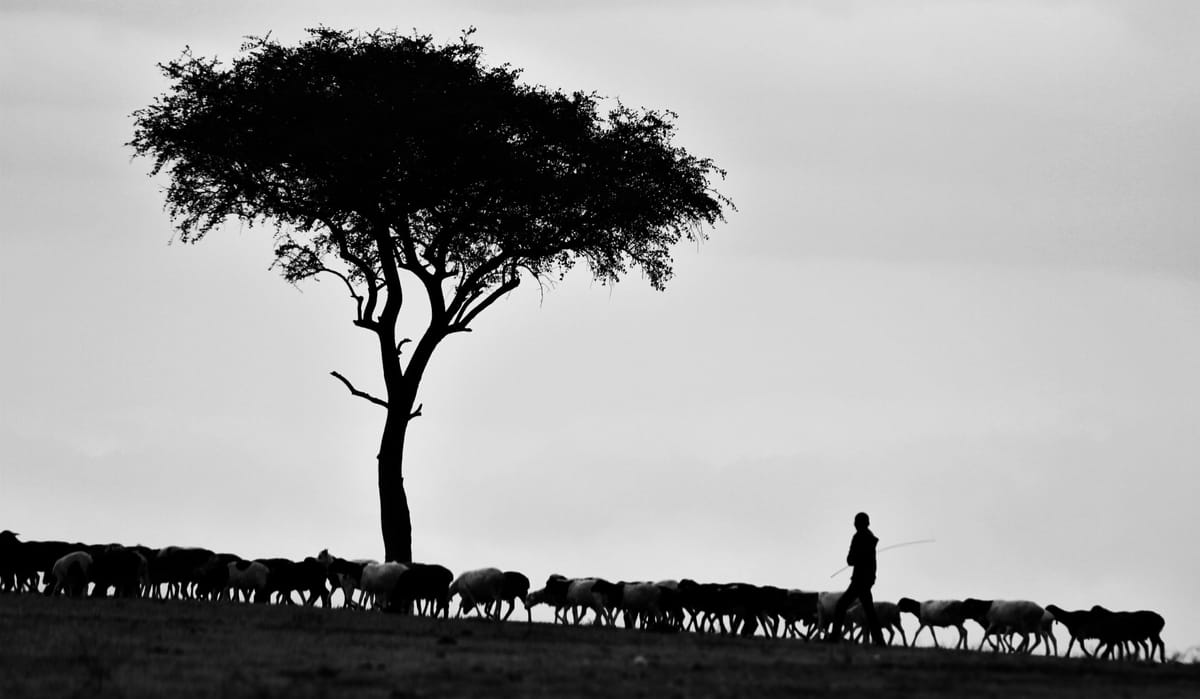 shepherd
