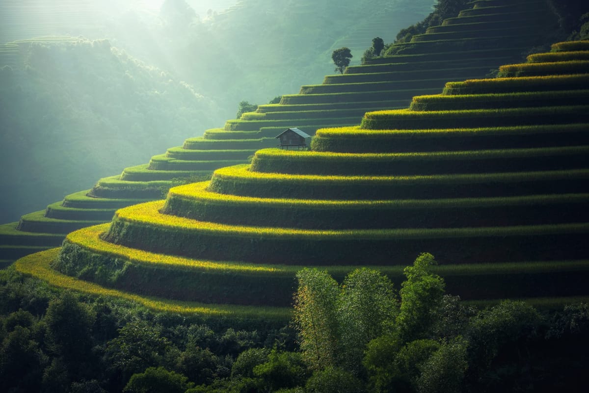 terrace field