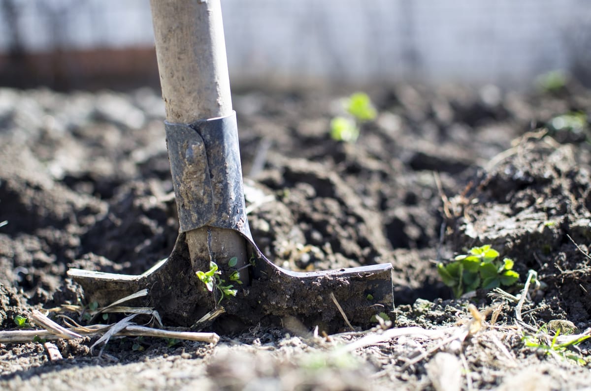 Daily Devotion - How The Seed Grows