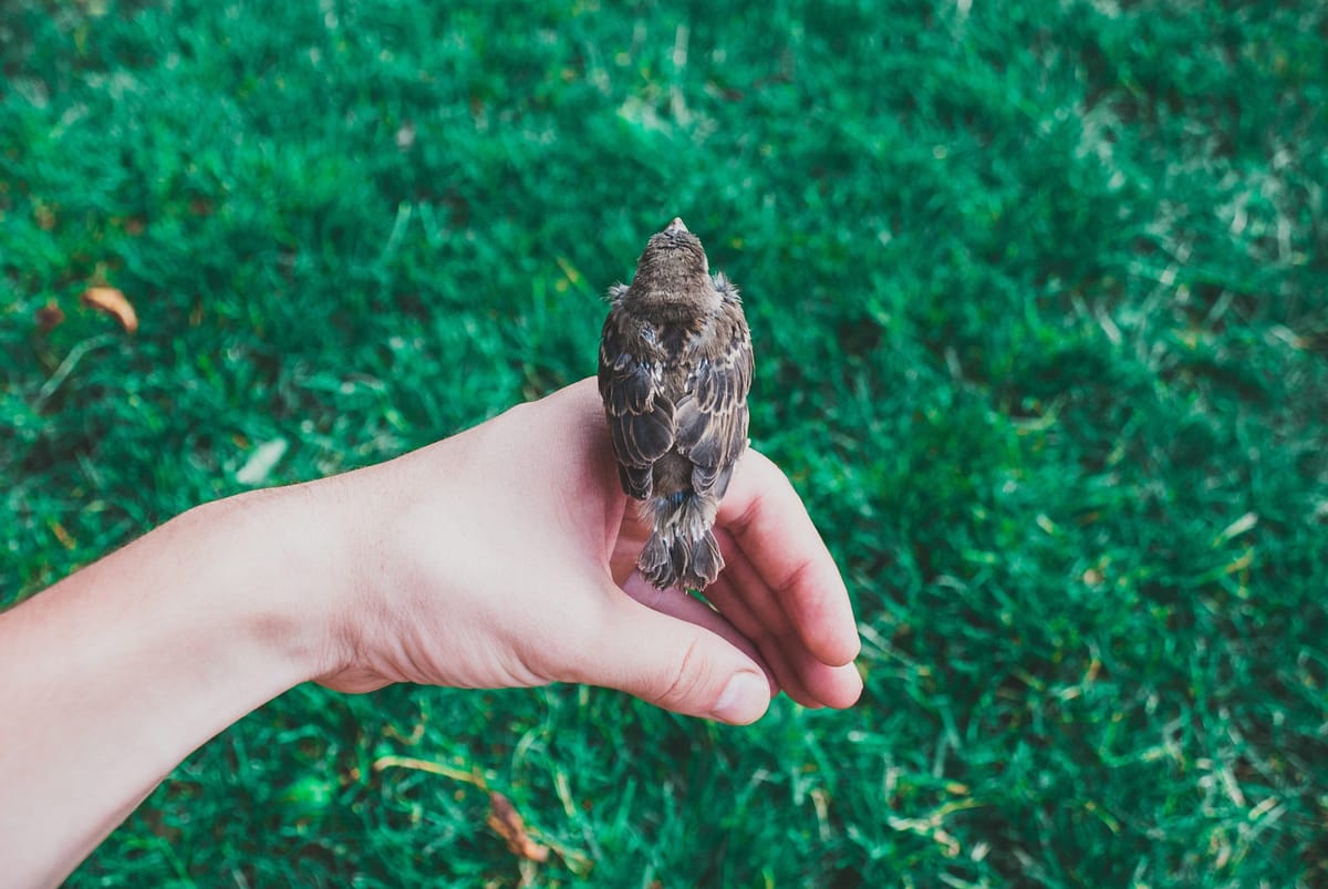 sparrow on persons hand