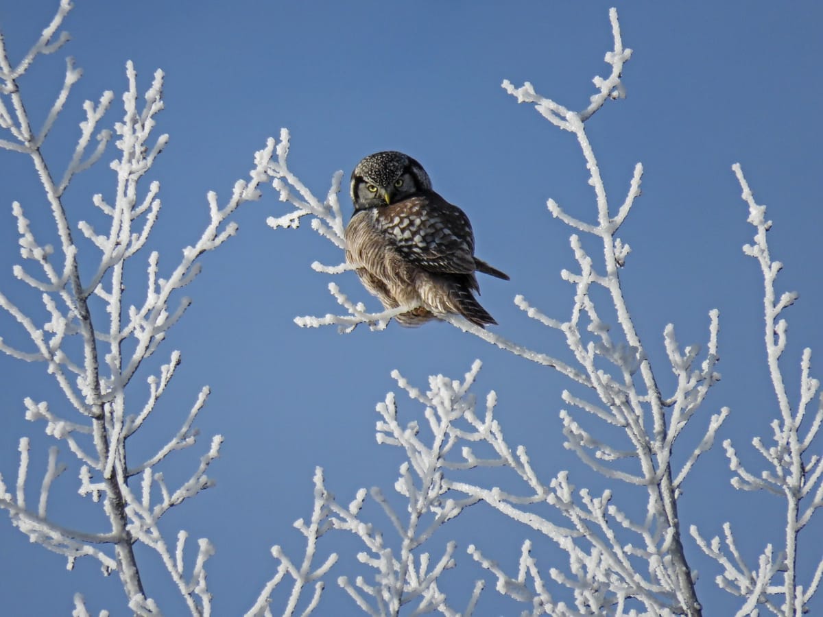 owl perched in trees