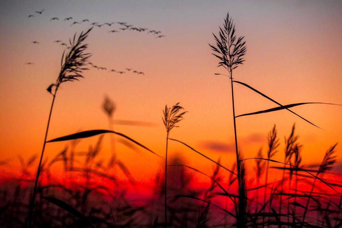 Daily Devotion - Colossians 3 - Let the Peace of Christ Rule