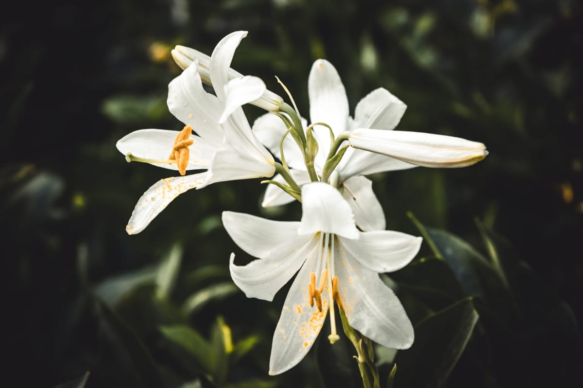 consider the white lilies and flowers