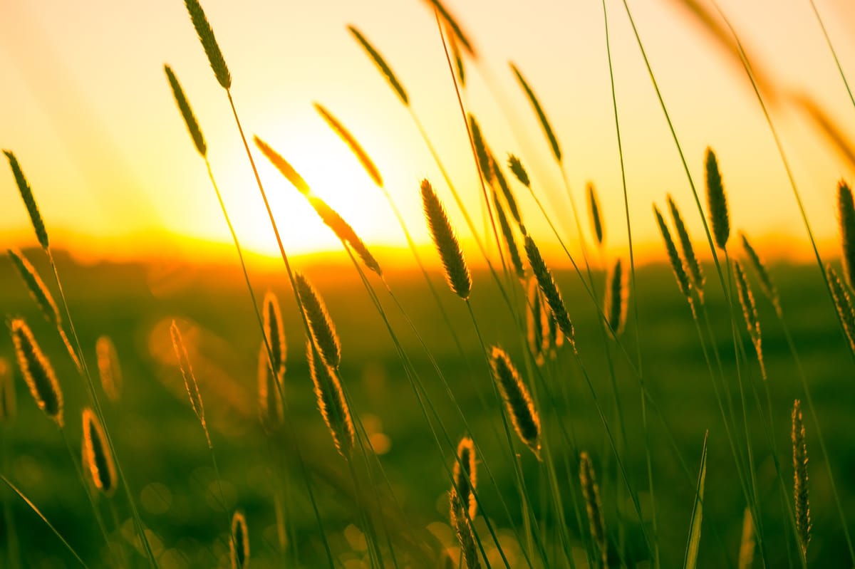 Daily Devotion - Psalm 30:5 - Rejoicing Comes in the Morning