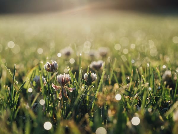 dew on field of flowers