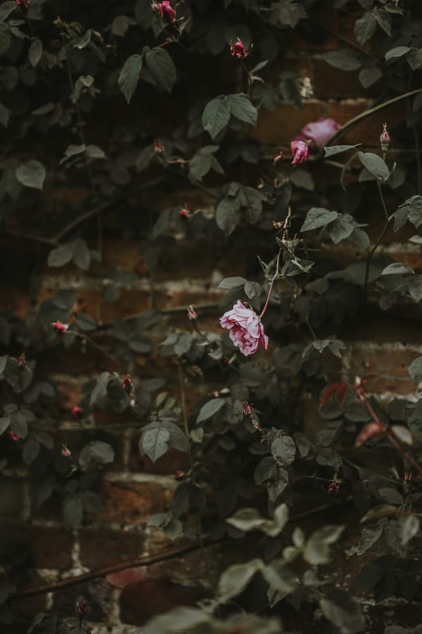 pink thorn rose bush