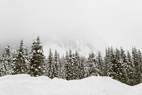 snow pine trees