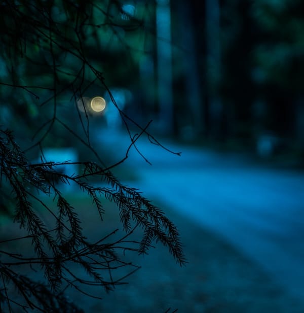 blurred image of tree