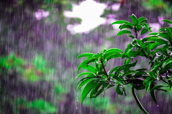 trees in rain