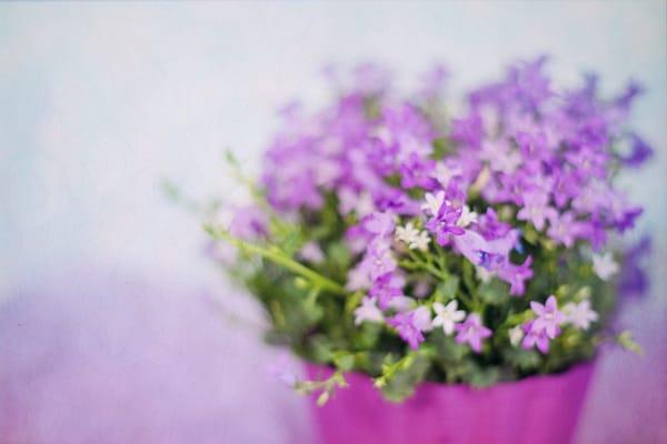 Daily Devotion - The Parable of the Anniversary Plant