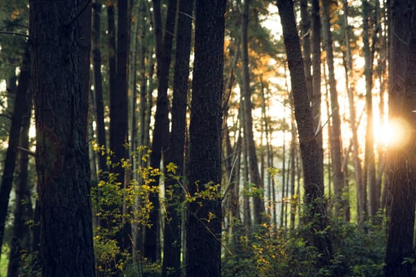 forest with sun shining through trees