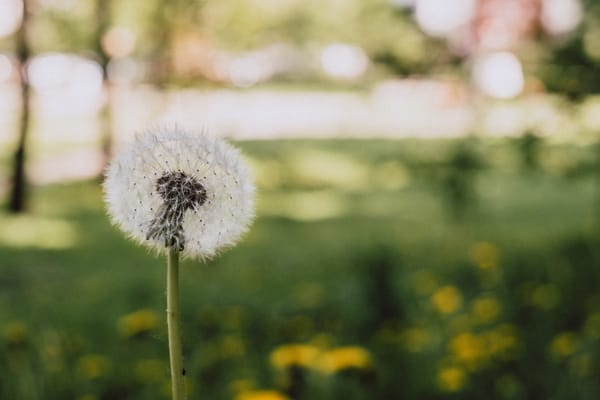 dandelion