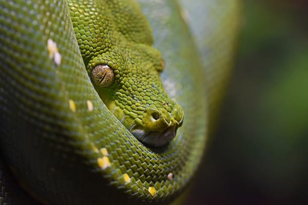 snake