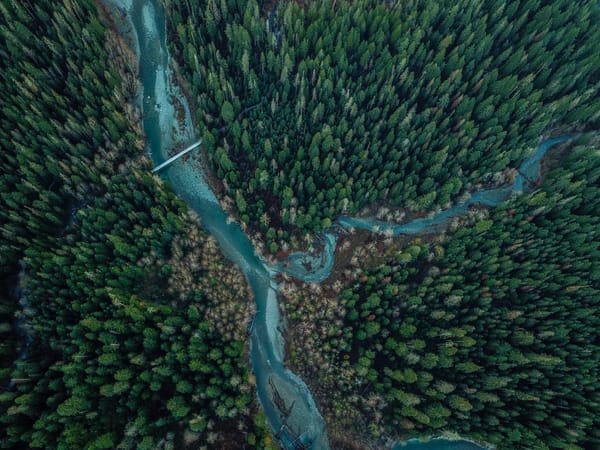 trees