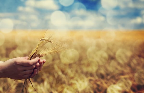 hand holding wheat in field
