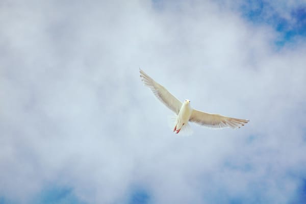 Daily Devotion - 2 Corinthians 5:17 - The Holy Spirit