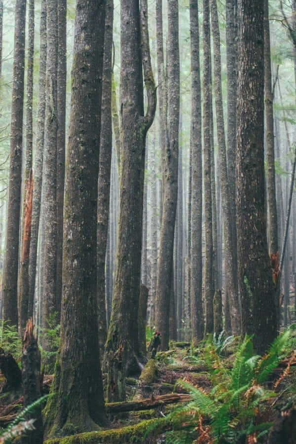 wise old trees