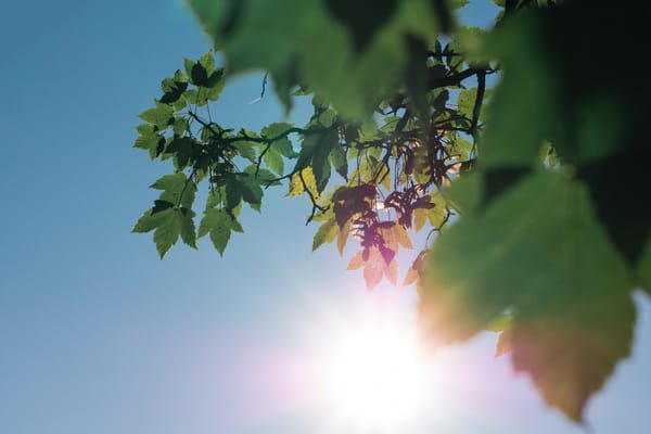 tree leaves