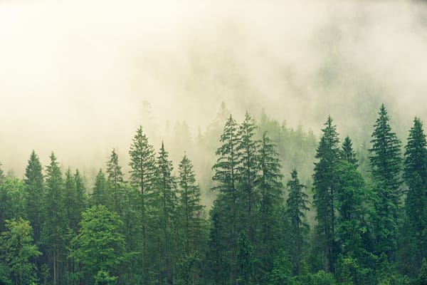 fog in trees