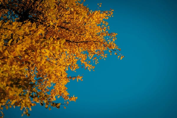 fall leaves sky