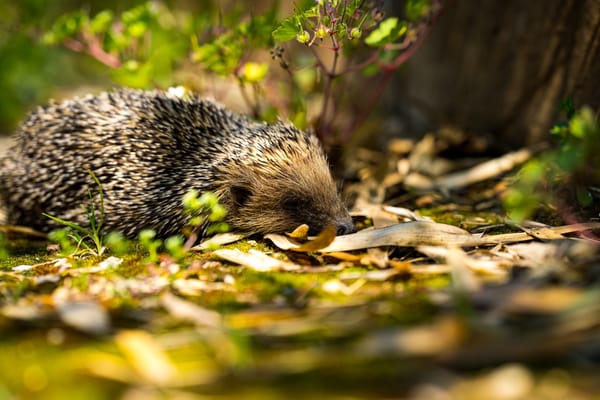 porcupine eating