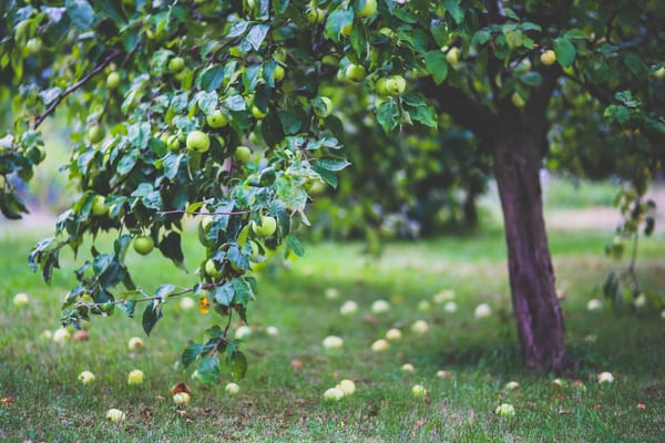 Daily Devotion - Fruit And Prosperity