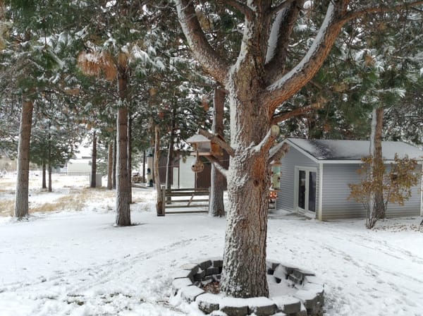 winter snow on trees