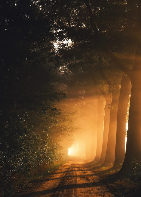 light in the darkness forest