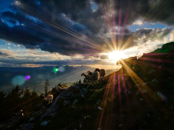 sheep on mountain