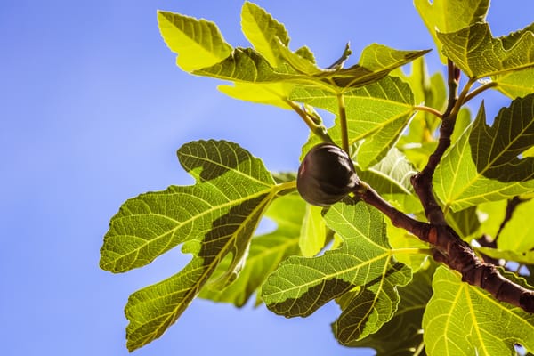 Daily Devotion - Jeremiah 24:5-6 - God Turning Bad Into Good